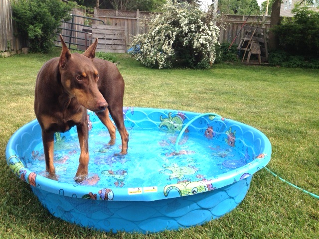On those hot summer days, Hunter likes to cool himself off in his very own pool.
